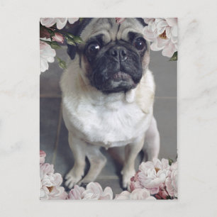Postal Pug lindo