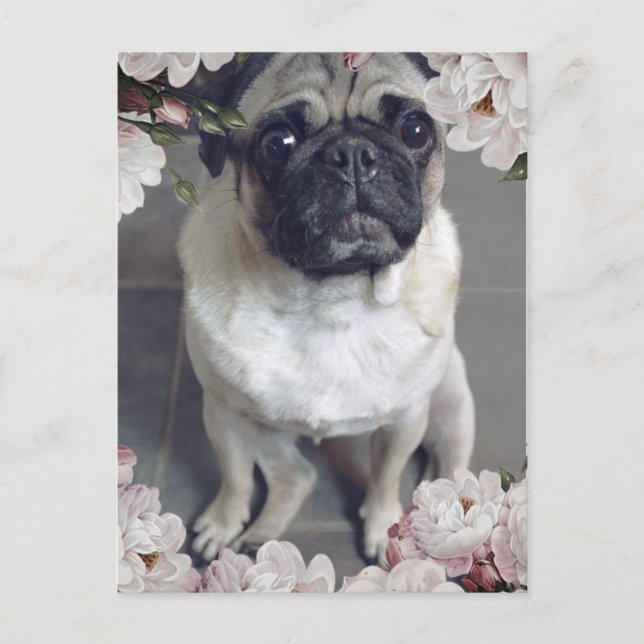 Postal Pug lindo (Anverso)