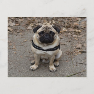 Postal Pug Muy Serio