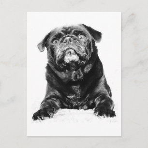 Postal Pug - Negro PUG Negro y Blanco