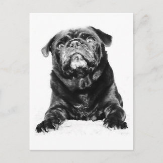 Postal Pug - Negro PUG Negro y Blanco