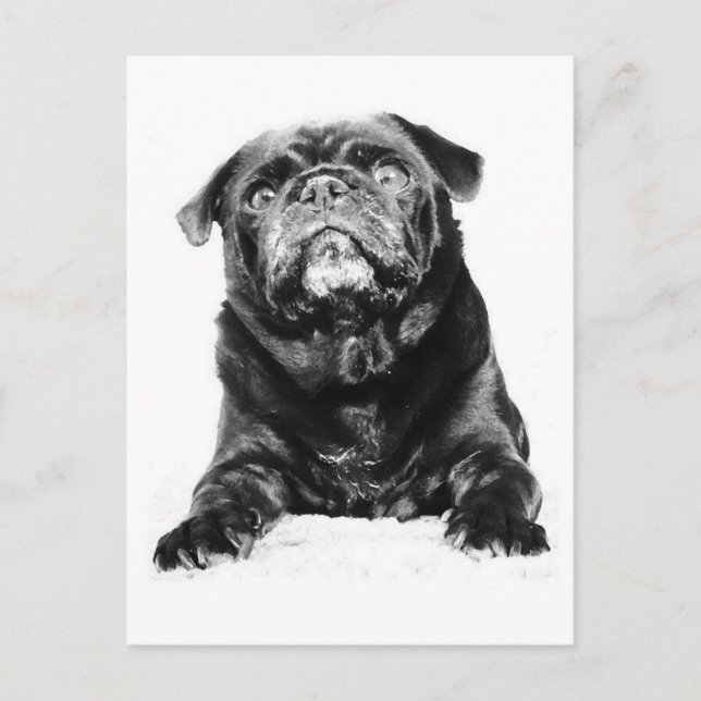 Postal Pug - Negro PUG Negro y Blanco (Anverso)