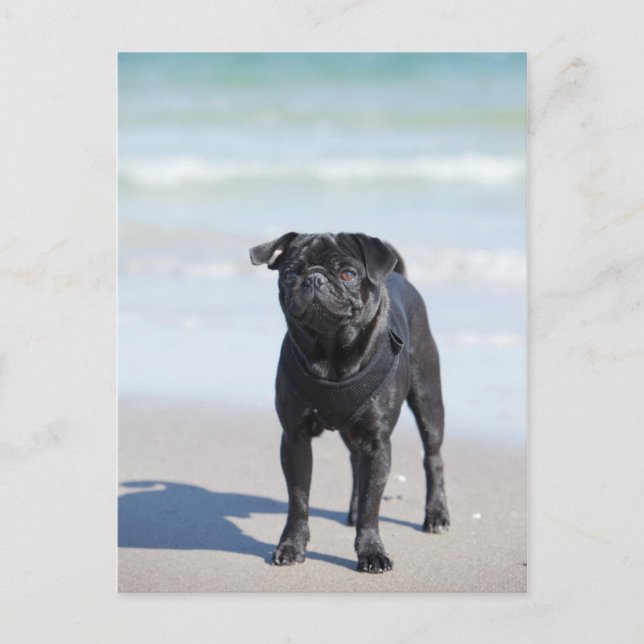 Postal Pug Negro Sobre La Playa (Anverso)