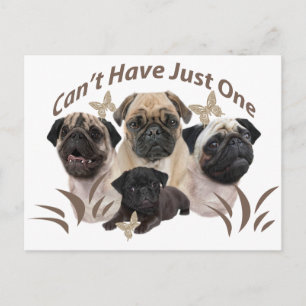 Postal Pug no puede tener solamente un vestido y regalos