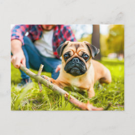 Postal Pug Playing Fetch with Stick