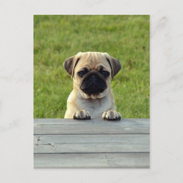 Postal Pug Pup (Anverso)
