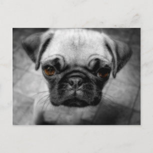 Postal Pug Pup