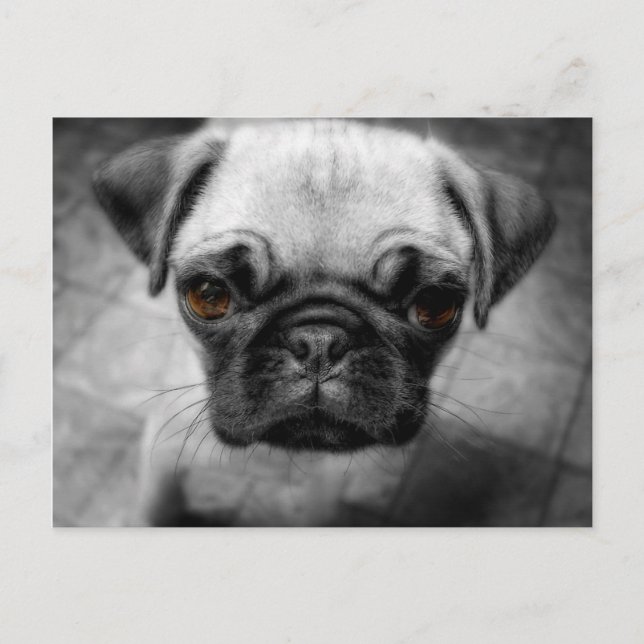 Postal Pug Pup (Anverso)