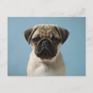 Postal Pug Puppy Con Fondo Azul