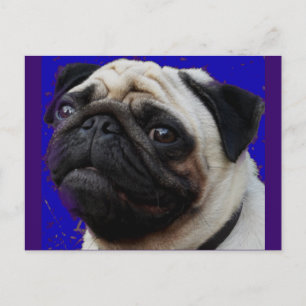 Postal Pug—Regalos—Cara Adorable