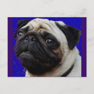 Postal Pug—Regalos—Cara Adorable
