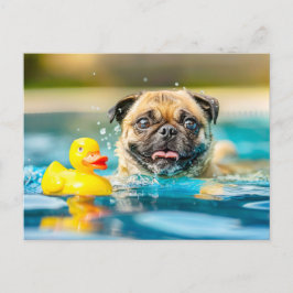 Postal Pug Swimming with Rubber Duck in Pool