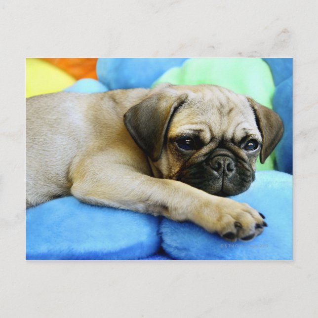 Postal Pug tendido sobre almohadas (Anverso)