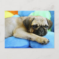 Pug tendido sobre almohadas
