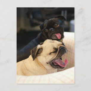 Postal Pug Yawn