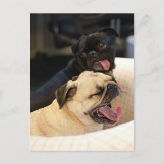 Postal Pug Yawn
