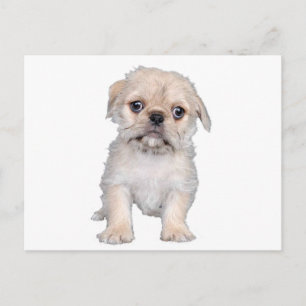 Postal "Pug-Zu"