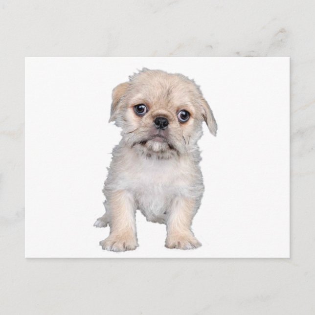 Postal "Pug-Zu" (Anverso)