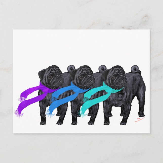 Postal Pugs Negros con Bufandas (Anverso)