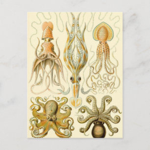 Postal Pulf Octopus Calamar Gamochonia por Ernst Haeckel