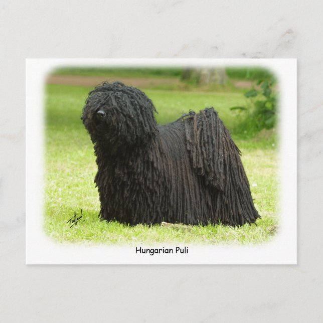 Postal Puli húngaro 8W48D-12 (Anverso)