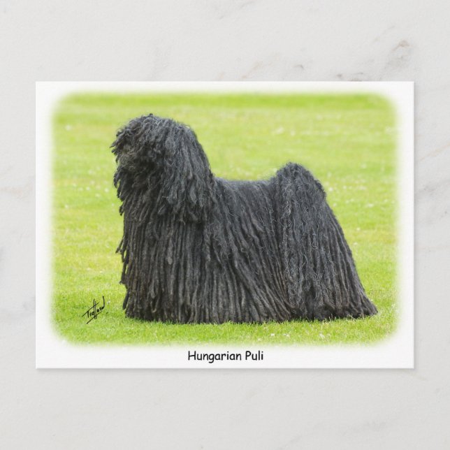 Postal Puli húngaro 9R71D-101 (Anverso)