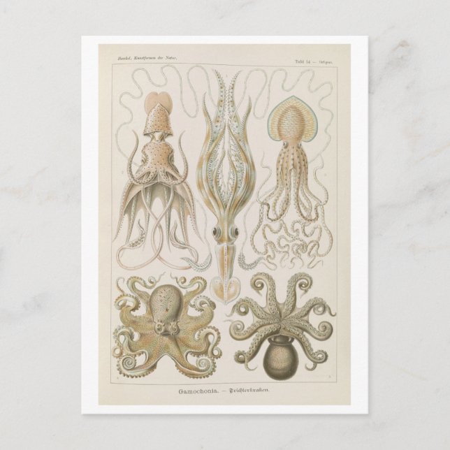 Postal Pulpito vintage de Haeckel (Anverso)