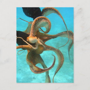 Postal Pulpo bajo el agua
