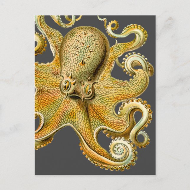 Postal Pulpo de Ernst Haeckel (Anverso)