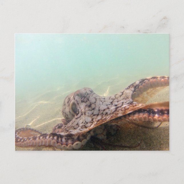 Postal Pulpo de Hawái (Anverso)