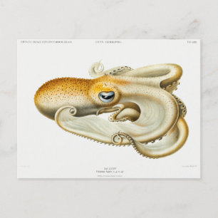 Postal Pulpo Velodona de Carl Chun