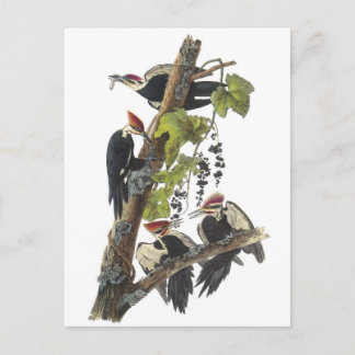 Postal Pulsación de corriente de Pileated por Audubon