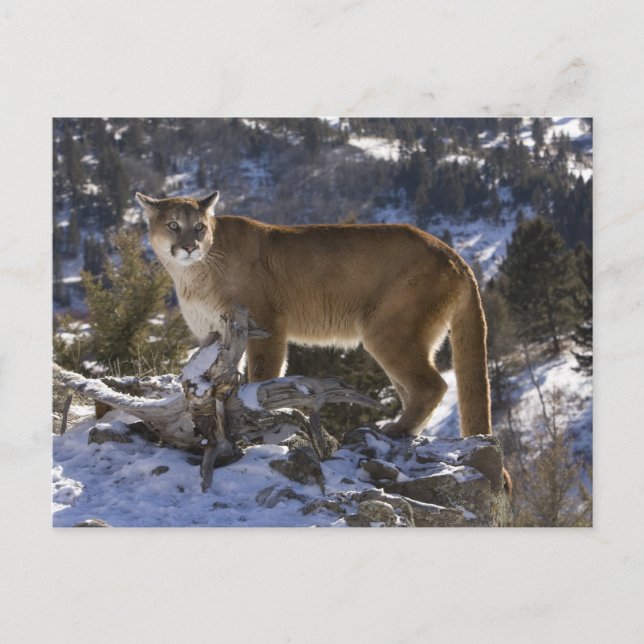 Postal Puma (Anverso)