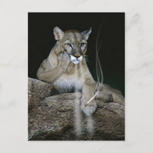 Postal Puma de fumadores