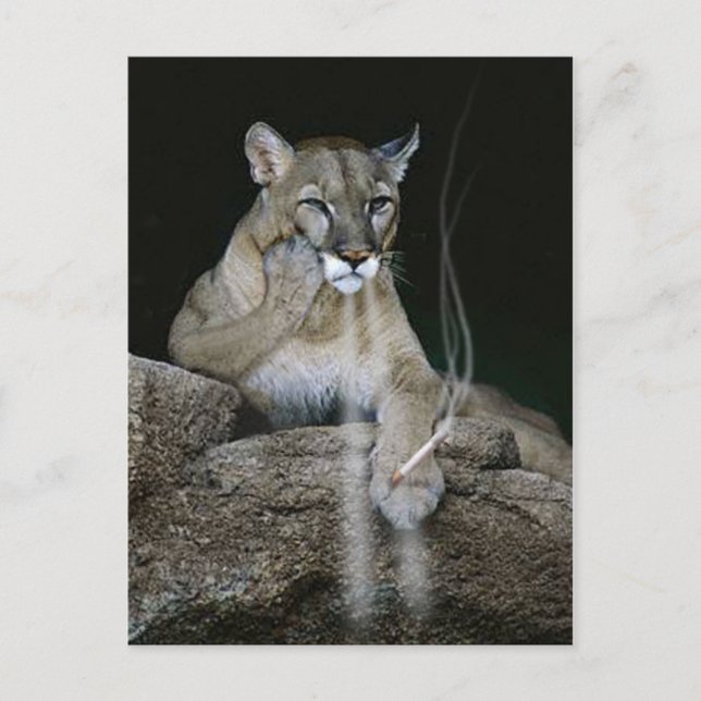 Postal Puma de fumadores (Anverso)
