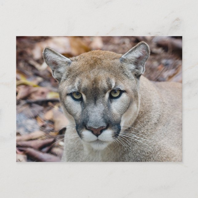 Postal Puma, león de montaña, pantera de Florida, Puma (Anverso)