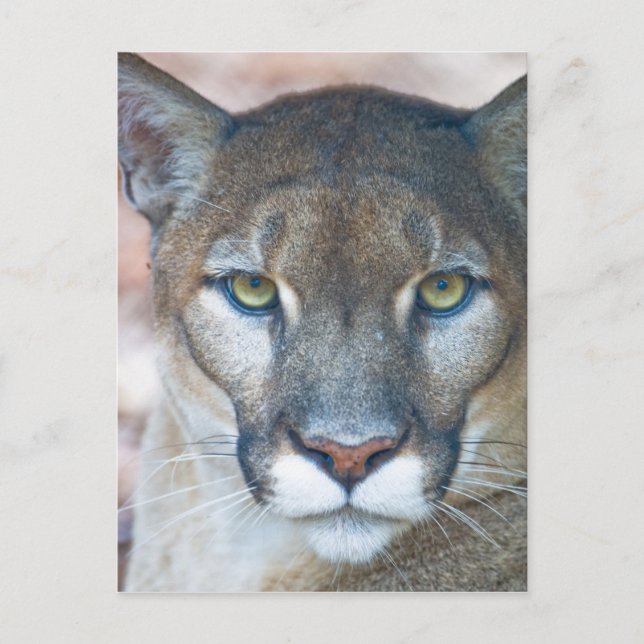Postal Puma, león de montaña, pantera de Florida, Puma (Anverso)