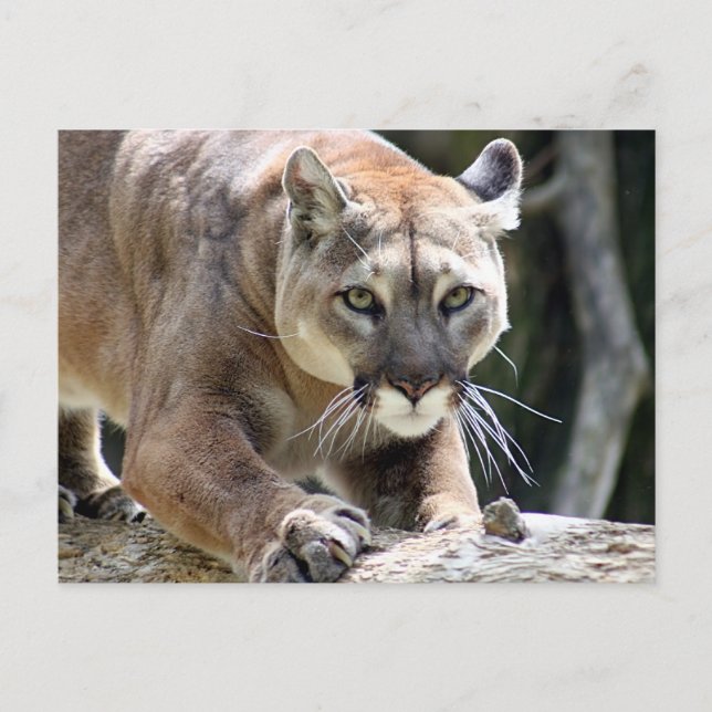 Postal Puma salvaje (Anverso)