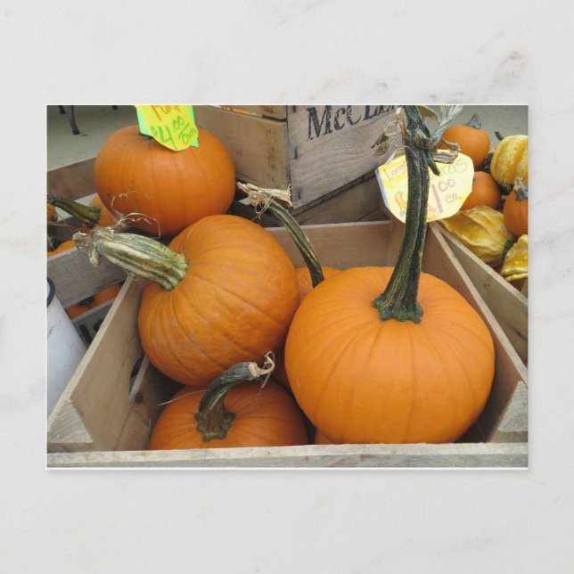 Postal Pumpkin Bunch (Anverso)