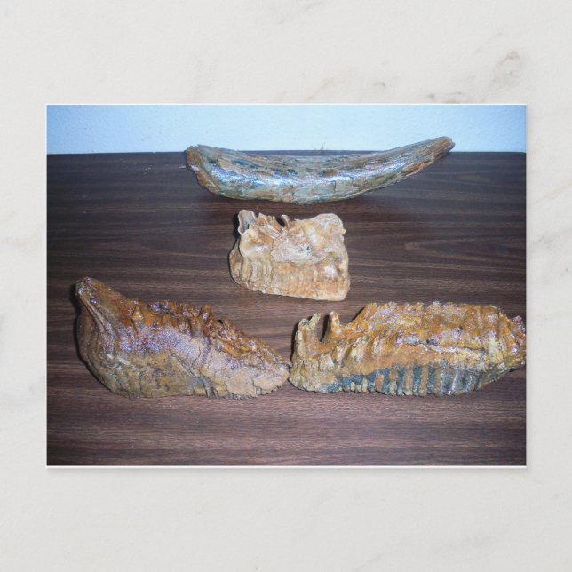 Postal punta de colmillo de dientes de mamut (Anverso)