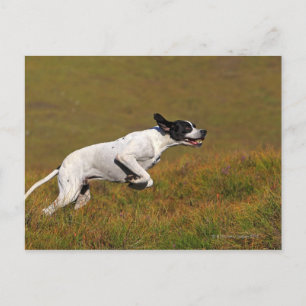 Postal Puntero. Canis lupus familiaris