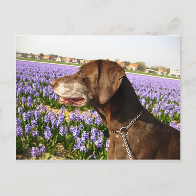 Postal Puntero de acorazado alemán y flores (Anverso)