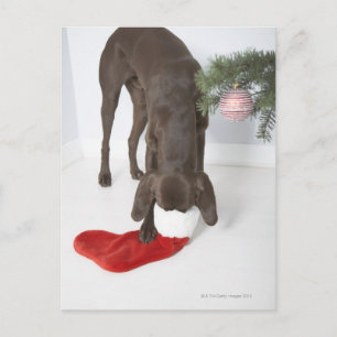 Postal Puntero de pelo corto alemán pegando hocico