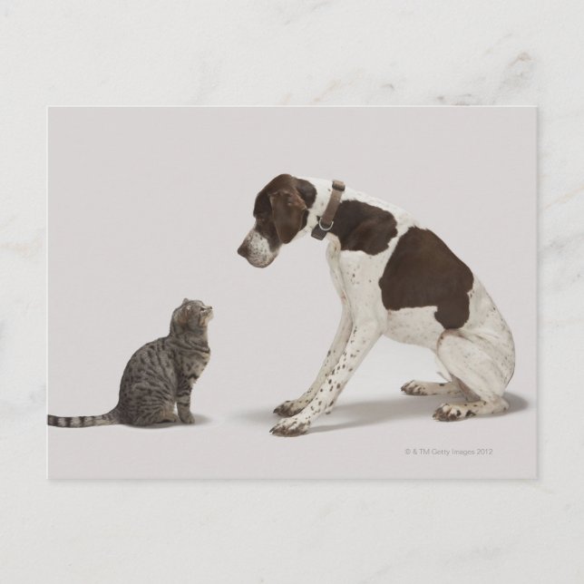 Postal Puntero mirando hacia abajo al gato (Anverso)