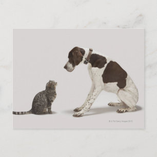 Postal Puntero mirando hacia abajo al gato