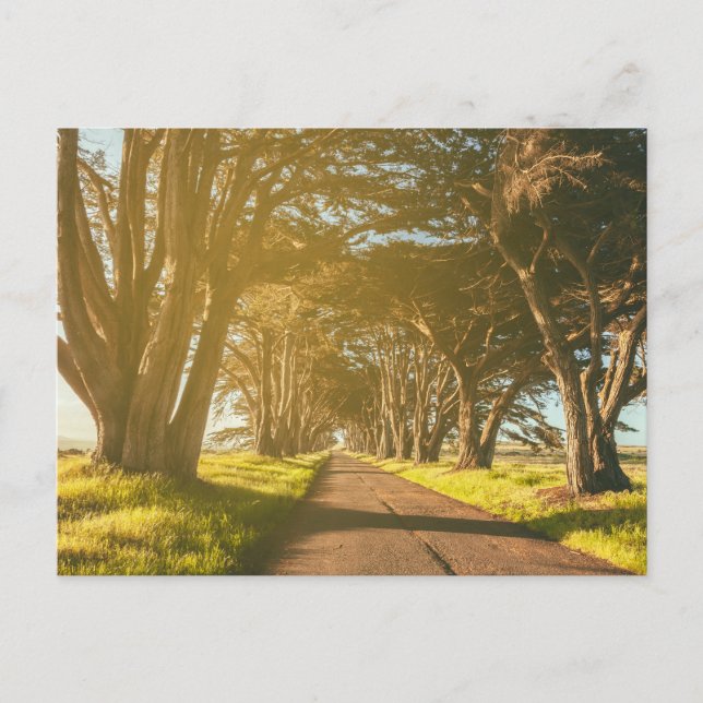 Postal Punto de túnel Cypress Reyes Seashore (Anverso)