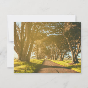 Postal Punto de túnel Cypress Reyes Seashore