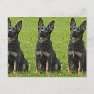 Postal Pup GSD negro y tan