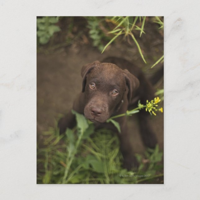 Postal Púper labrador sentado en la hierba (Anverso)