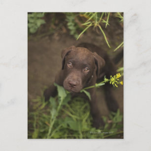 Postal Púper labrador sentado en la hierba